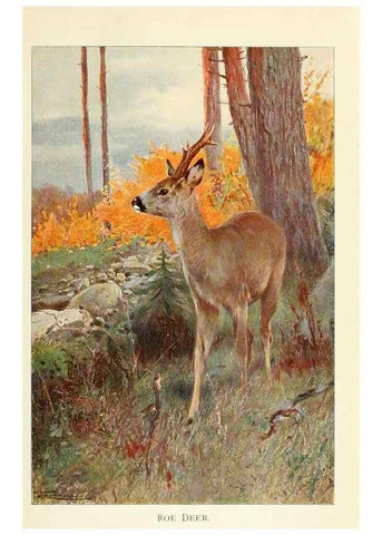 Reproducción/Reproduction 8167423510: Wild life of the world :. London ;F. Warne and co.,1916.