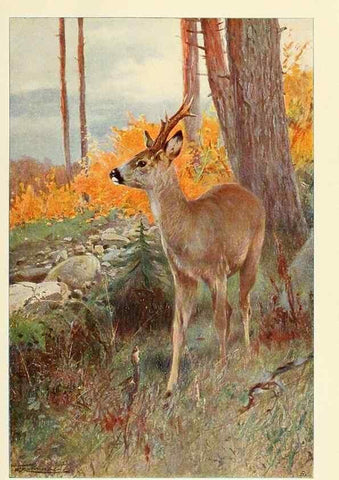 Reproducción/Reproduction 8167423510: Wild life of the world :. London ;F. Warne and co.,1916.
