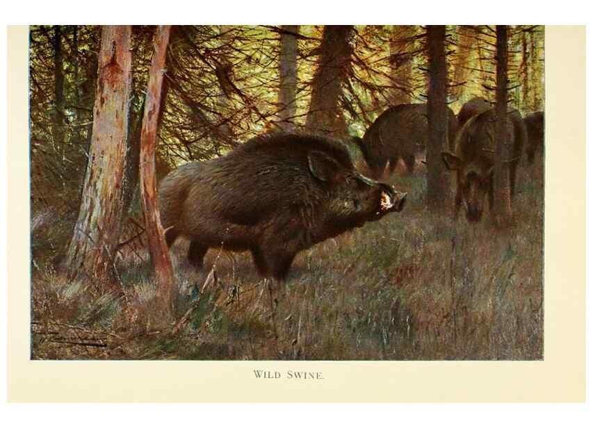 Reproducción/Reproduction 8167393483: Wild life of the world :. London ;F. Warne and co.,1916.