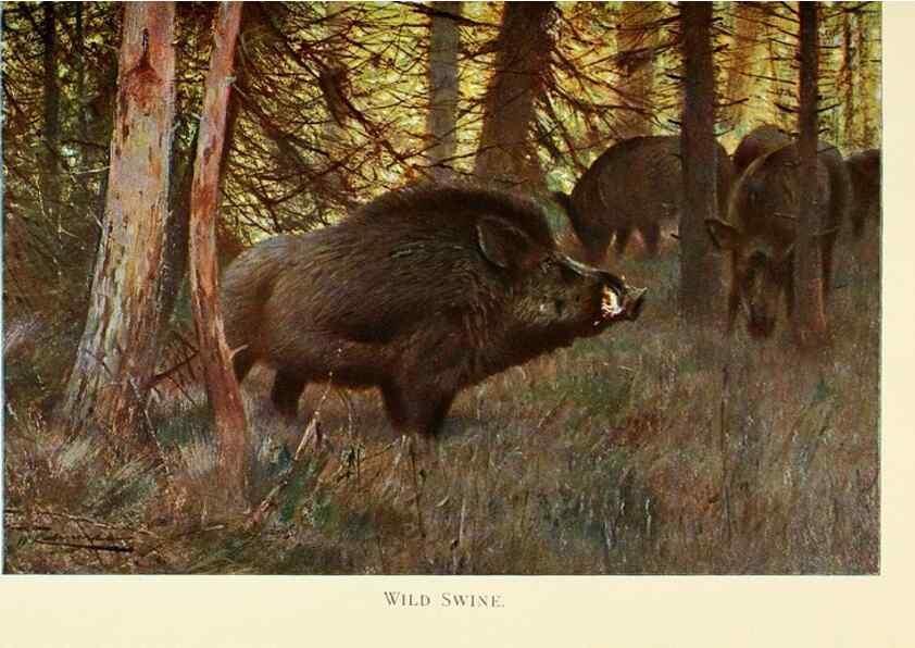 Reproducción/Reproduction 8167393483: Wild life of the world :. London ;F. Warne and co.,1916.