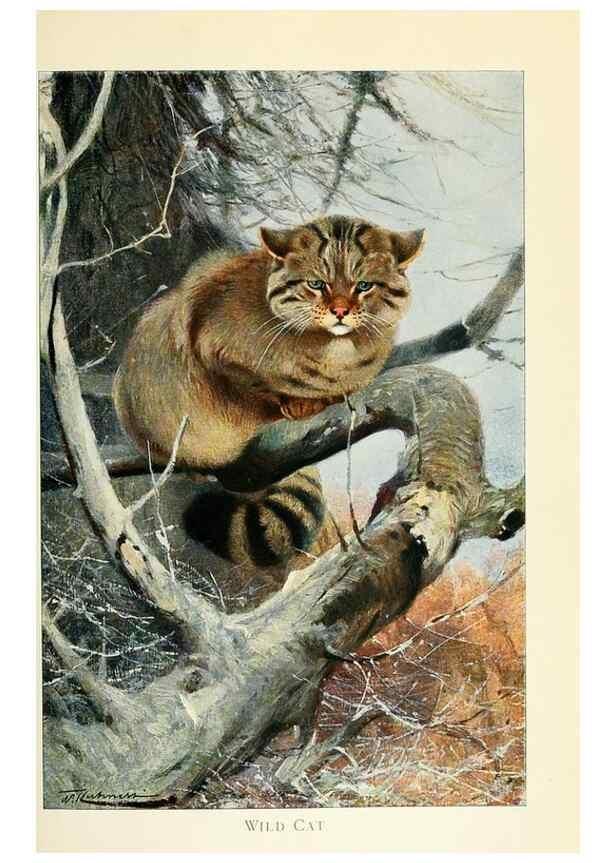 Reproducción/Reproduction 8167394369: Wild life of the world :. London ;F. Warne and co.,1916.