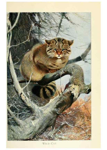 Reproducción/Reproduction 8167394369: Wild life of the world :. London ;F. Warne and co.,1916.