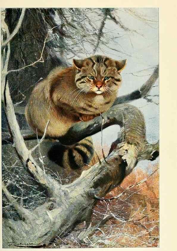 Reproducción/Reproduction 8167394369: Wild life of the world :. London ;F. Warne and co.,1916.