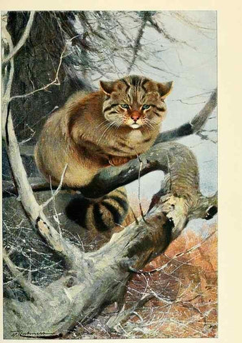 Reproducción/Reproduction 8167394369: Wild life of the world :. London ;F. Warne and co.,1916.