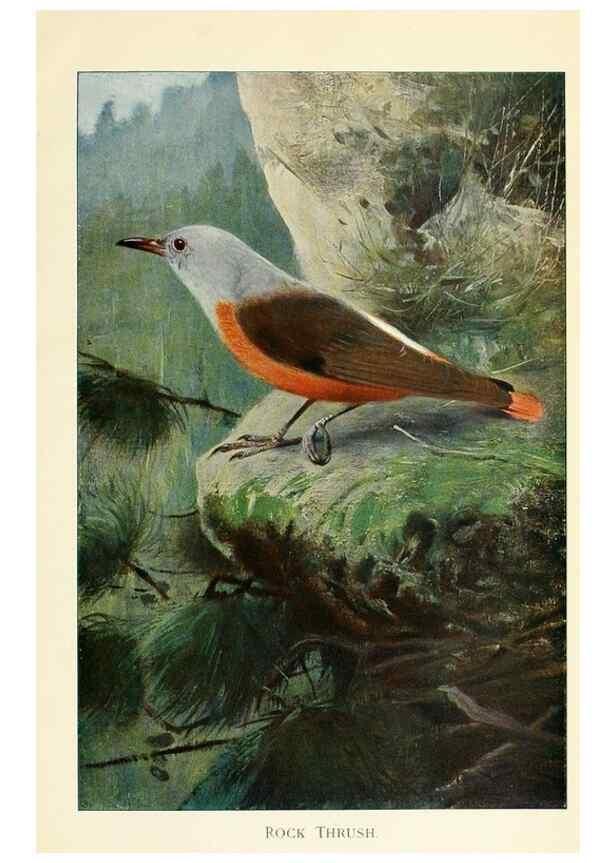 Reproducción/Reproduction 8167414833: Wild life of the world :. London ;F. Warne and co.,1916.