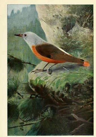 Reproducción/Reproduction 8167414833: Wild life of the world :. London ;F. Warne and co.,1916.