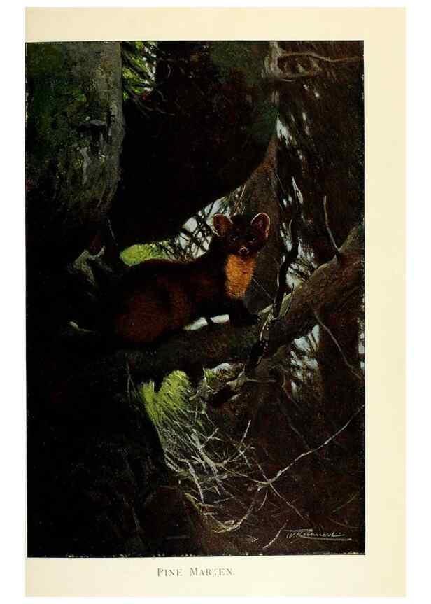 Reproducción/Reproduction 8167395675: Wild life of the world :. London ;F. Warne and co.,1916.
