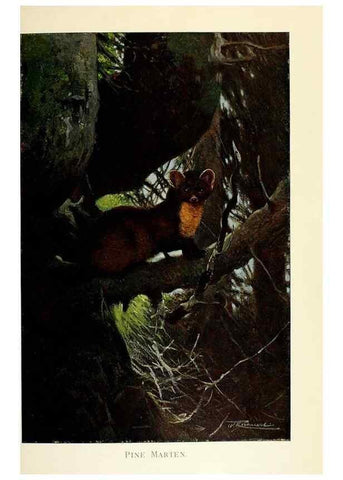 Reproducción/Reproduction 8167395675: Wild life of the world :. London ;F. Warne and co.,1916.