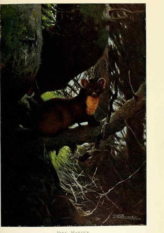 Reproducción/Reproduction 8167395675: Wild life of the world :. London ;F. Warne and co.,1916.