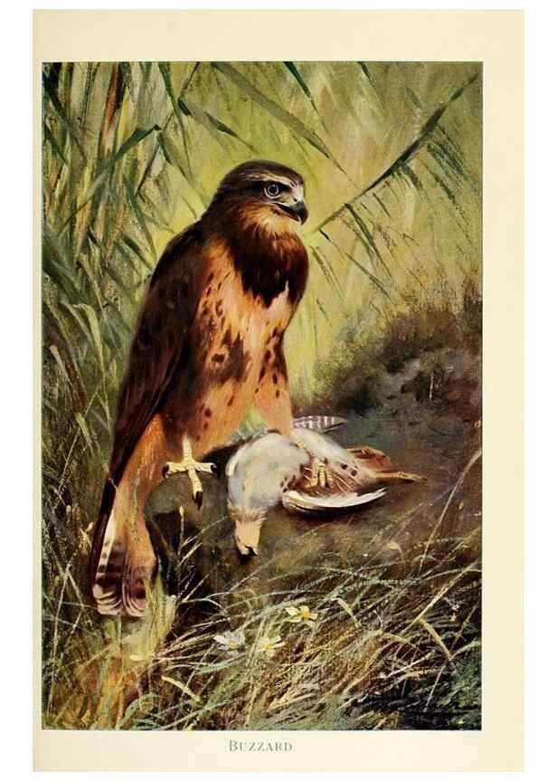Reproducción/Reproduction 8167396921: Wild life of the world :. London ;F. Warne and co.,1916.