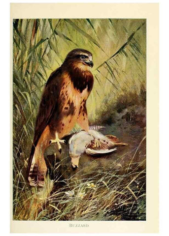 Reproducción/Reproduction 8167396921: Wild life of the world :. London ;F. Warne and co.,1916.