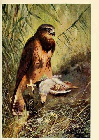 Reproducción/Reproduction 8167396921: Wild life of the world :. London ;F. Warne and co.,1916.