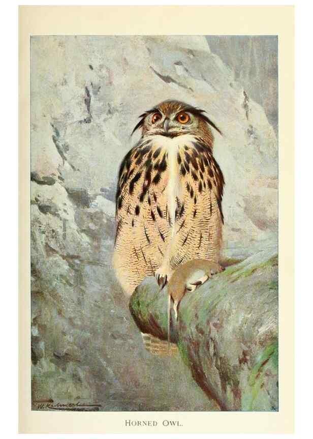 Reproducción/Reproduction 8167428262: Wild life of the world :. London ;F. Warne and co.,1916.