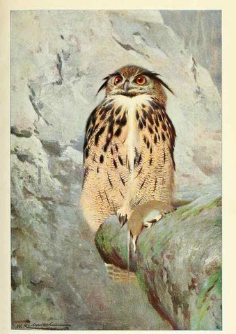 Reproducción/Reproduction 8167428262: Wild life of the world :. London ;F. Warne and co.,1916.