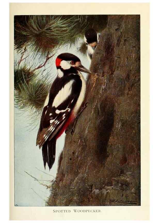 Reproducción/Reproduction 8167398157: Wild life of the world :. London ;F. Warne and co.,1916.