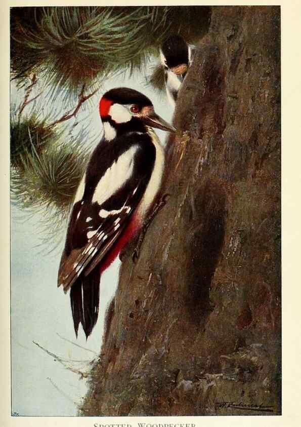 Reproducción/Reproduction 8167398157: Wild life of the world :. London ;F. Warne and co.,1916.
