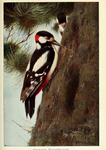 Reproducción/Reproduction 8167398157: Wild life of the world :. London ;F. Warne and co.,1916.