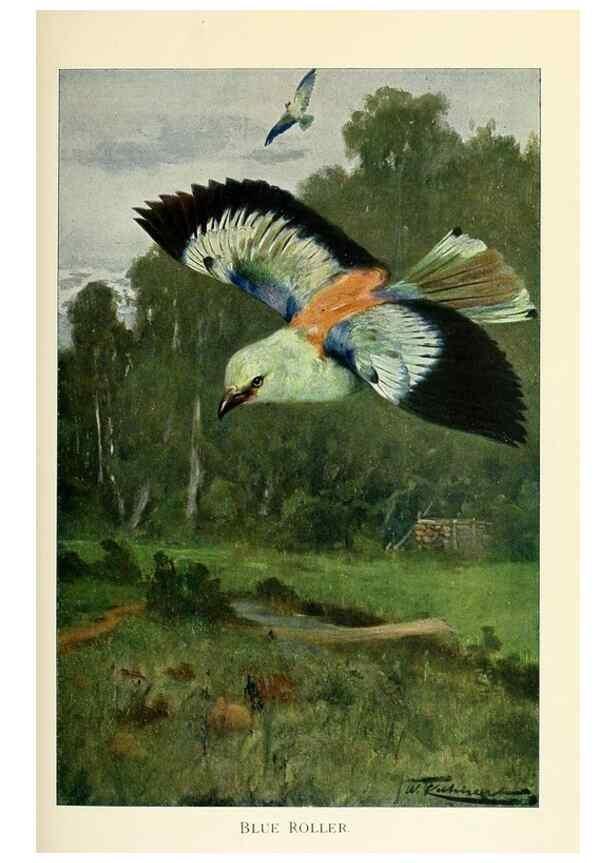 Reproducción/Reproduction 8167429446: Wild life of the world :. London ;F. Warne and co.,1916.