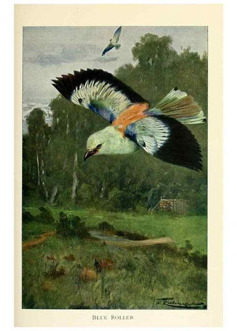 Reproducción/Reproduction 8167429446: Wild life of the world :. London ;F. Warne and co.,1916.