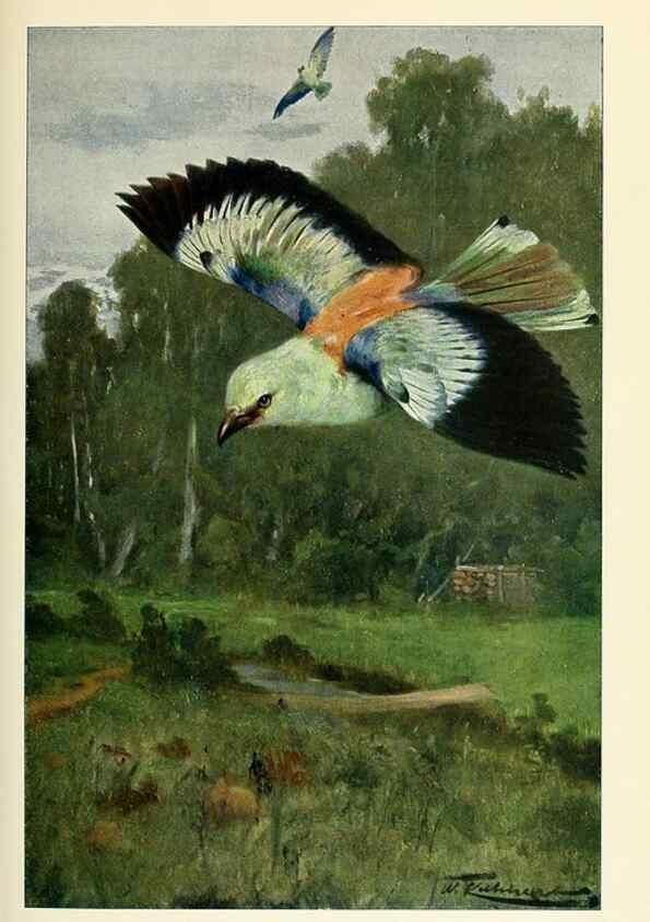 Reproducción/Reproduction 8167429446: Wild life of the world :. London ;F. Warne and co.,1916.