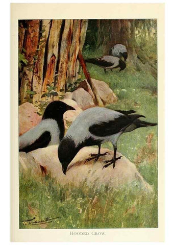 Reproducción/Reproduction 8167399329: Wild life of the world :. London ;F. Warne and co.,1916.