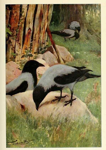 Reproducción/Reproduction 8167399329: Wild life of the world :. London ;F. Warne and co.,1916.