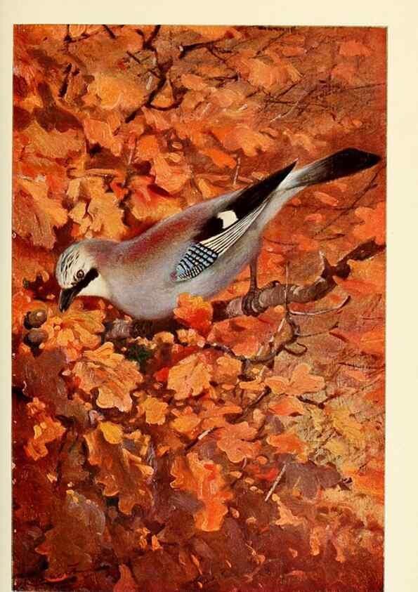 Reproducción/Reproduction 8167430942: Wild life of the world :. London ;F. Warne and co.,1916.