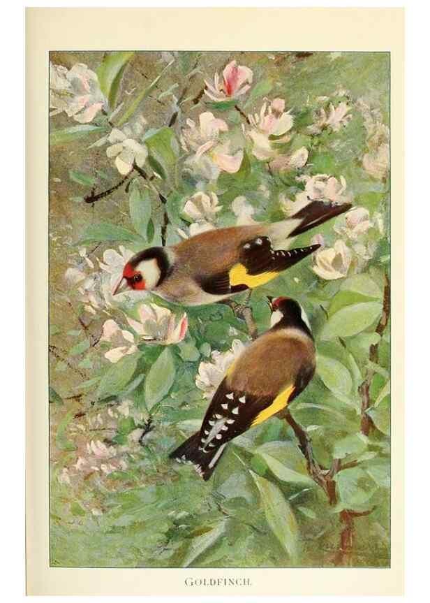 Reproducción/Reproduction 8167400835: Wild life of the world :. London ;F. Warne and co.,1916.