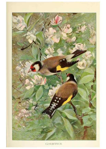 Reproducción/Reproduction 8167400835: Wild life of the world :. London ;F. Warne and co.,1916.