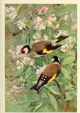 Reproducción/Reproduction 8167400835: Wild life of the world :. London ;F. Warne and co.,1916.