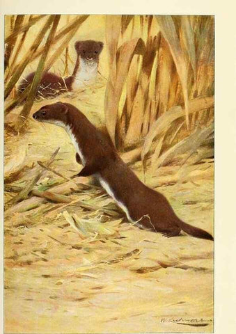 Reproducción/Reproduction 8167396269: Wild life of the world :. London ;F. Warne and co.,1916.