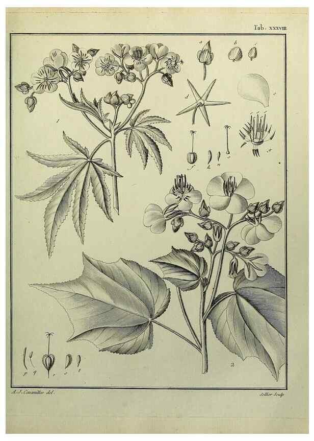 Reproducción/Reproduction 8188839138: Monadelphiae classis dissertationes decem.. Parisiis,Apud F.A. Didot,1785-1790.