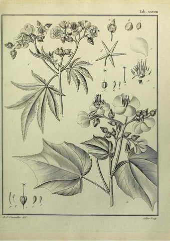 Reproducción/Reproduction 8188839138: Monadelphiae classis dissertationes decem.. Parisiis,Apud F.A. Didot,1785-1790.