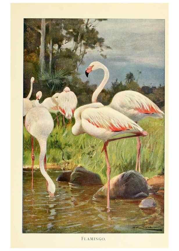 Reproducción/Reproduction 8167446584: Wild life of the world :. London ;F. Warne and co.,1916.