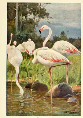 Reproducción/Reproduction 8167446584: Wild life of the world :. London ;F. Warne and co.,1916.