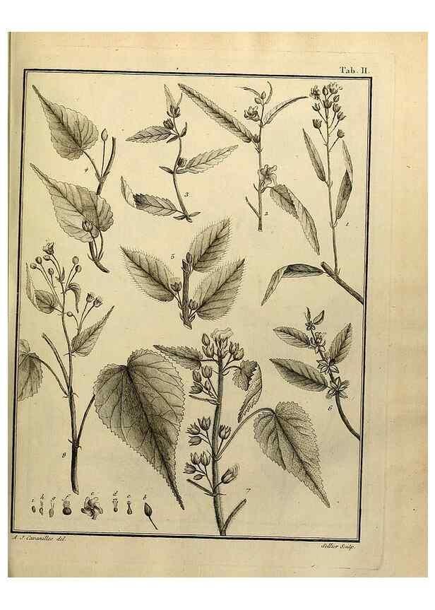 Reproducción/Reproduction 8188811664: Monadelphiae classis dissertationes decem.. Parisiis,Apud F.A. Didot,1785-1790.