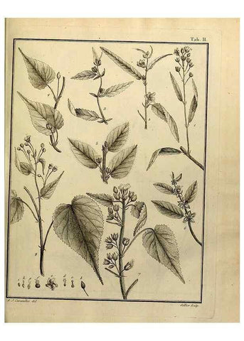Reproducción/Reproduction 8188811664: Monadelphiae classis dissertationes decem.. Parisiis,Apud F.A. Didot,1785-1790.