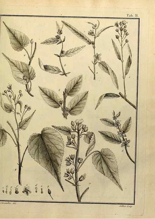 Reproducción/Reproduction 8188811664: Monadelphiae classis dissertationes decem.. Parisiis,Apud F.A. Didot,1785-1790.