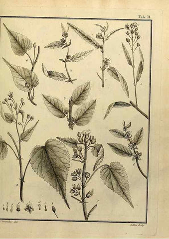 Reproducción/Reproduction 8188811664: Monadelphiae classis dissertationes decem.. Parisiis,Apud F.A. Didot,1785-1790.
