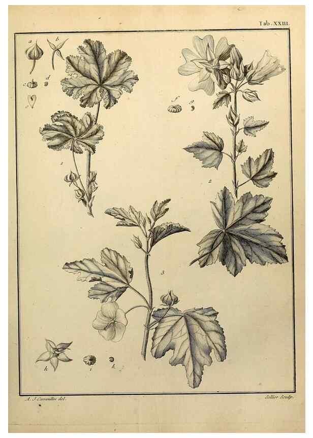Reproducción/Reproduction 8188827216: Monadelphiae classis dissertationes decem.. Parisiis,Apud F.A. Didot,1785-1790.