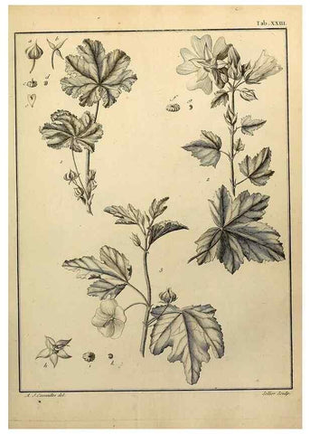 Reproducción/Reproduction 8188827216: Monadelphiae classis dissertationes decem.. Parisiis,Apud F.A. Didot,1785-1790.