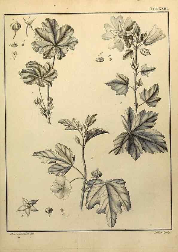 Reproducción/Reproduction 8188827216: Monadelphiae classis dissertationes decem.. Parisiis,Apud F.A. Didot,1785-1790.