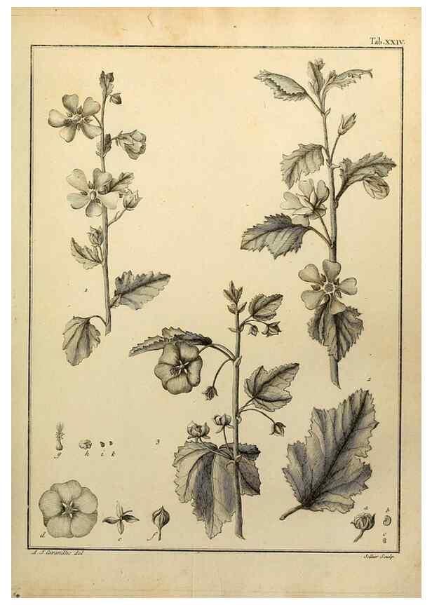 Reproducción/Reproduction 8188828020: Monadelphiae classis dissertationes decem.. Parisiis,Apud F.A. Didot,1785-1790.