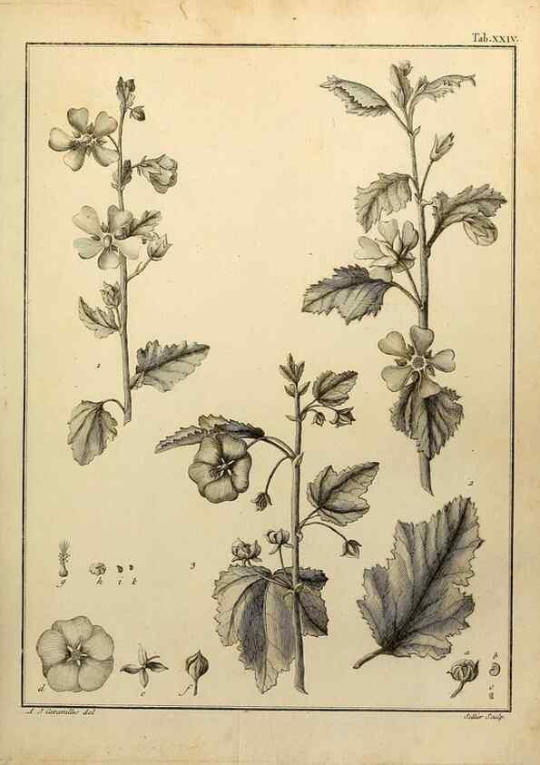 Reproducción/Reproduction 8188828020: Monadelphiae classis dissertationes decem.. Parisiis,Apud F.A. Didot,1785-1790.