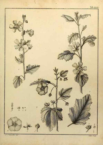 Reproducción/Reproduction 8188828020: Monadelphiae classis dissertationes decem.. Parisiis,Apud F.A. Didot,1785-1790.