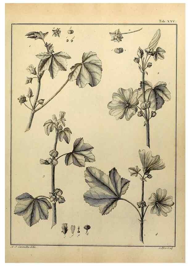 Reproducción/Reproduction 8187749035: Monadelphiae classis dissertationes decem.. Parisiis,Apud F.A. Didot,1785-1790.