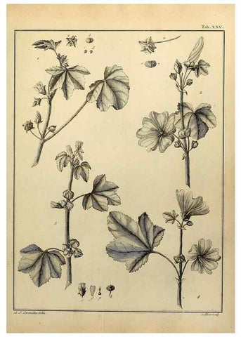 Reproducción/Reproduction 8187749035: Monadelphiae classis dissertationes decem.. Parisiis,Apud F.A. Didot,1785-1790.