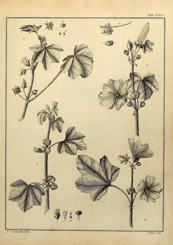 Reproducción/Reproduction 8187749035: Monadelphiae classis dissertationes decem.. Parisiis,Apud F.A. Didot,1785-1790.