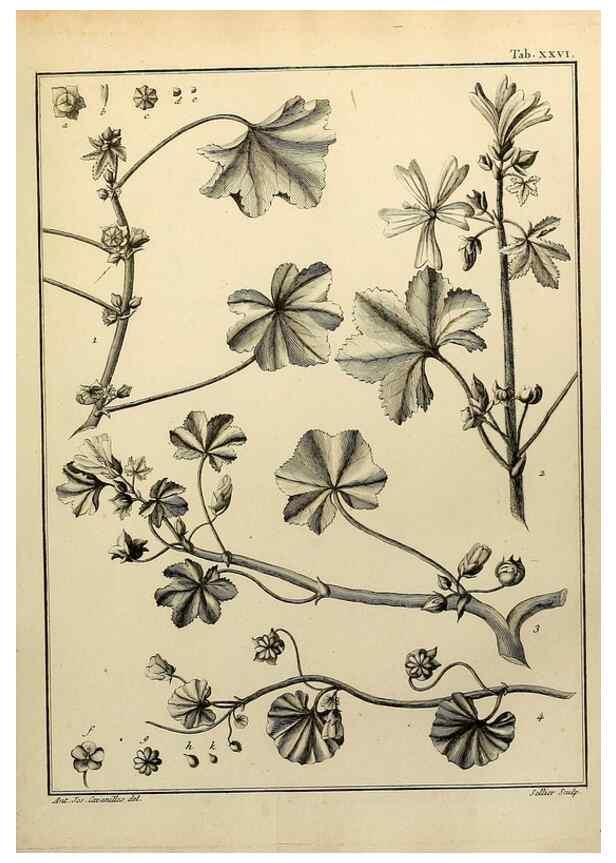 Reproducción/Reproduction 8188829554: Monadelphiae classis dissertationes decem.. Parisiis,Apud F.A. Didot,1785-1790.