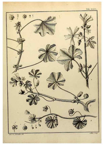 Reproducción/Reproduction 8188829554: Monadelphiae classis dissertationes decem.. Parisiis,Apud F.A. Didot,1785-1790.